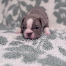Winston - Fawn male Boston Terrier puppy in Spokane Valley, Washington from Saltese Acres Boston Terriers