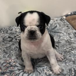 Pug Puppies from Pug Envy