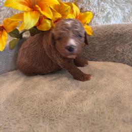 Male 5 - Red  male Goldendoodle puppy in Bucyrus, Missouri from Hill Top Pomskies