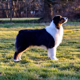 Dani - Australian Shepherd