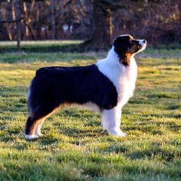 Dani - Australian Shepherd