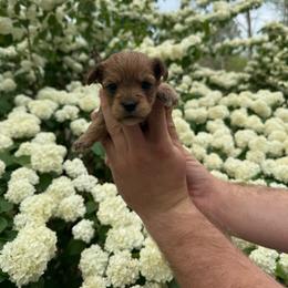 Spice - Red female Yorkipoo puppy in Henderson, North Carolina from Dorans Danes and Doodles
