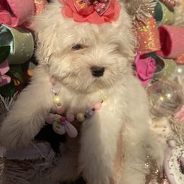 Female 1 - White female Coton de Tulear puppy in Yuba City, California from Sutter Buttes Coton De Tulear
