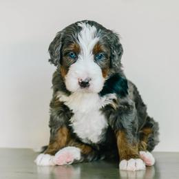 Bulleit - Merle male Bernedoodle puppy in Spanish Fork, Utah from K Brand Doodles