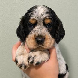 Mischief - Tri-Roan male English Springer Spaniel puppy in Fort White, Florida from Thunderbird Springers