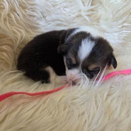 Pink Female - Black and tan female Pembroke Welsh Corgi puppy in Wayne City, Illinois from Lash Livestock & Corgis