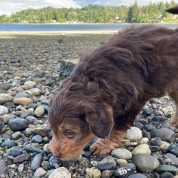 Rock Salt - male Australian Mountain Doodle puppy in Port Orchard, Washington from Yukon Harbor Doodles