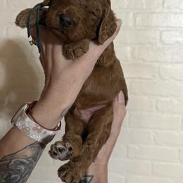 Glacier - Red  male Poodle puppy in Mount Vernon, Illinois from AMC Poodles