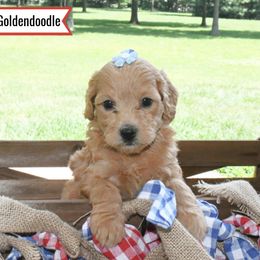Goldendoodle Puppies from Blessed Day Doodles