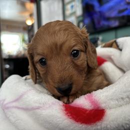 Bobby - Red male Dachshund puppy in Jacksonville, North Carolina from Lizzie’s Doxies