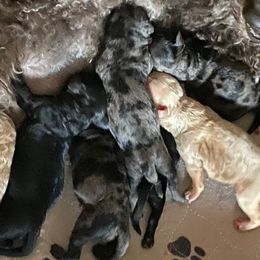 Girl 3 - Merle female Goldendoodle puppy in Greenville, South Carolina from Law Doodles of SC