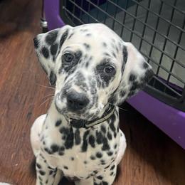 Heath - White and black male Dalmatian puppy in Austin, Texas from Dazzling Dalz