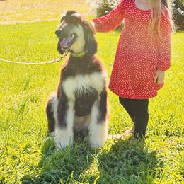 Puppy Girl 3 - Black and tan female Afghan Hound puppy in Carlisle, Pennsylvania from Winterberry Afghan Hounds