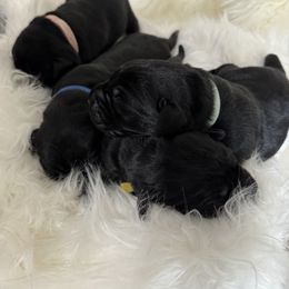 Labrador Retriever Puppies from Andrew’s Labs