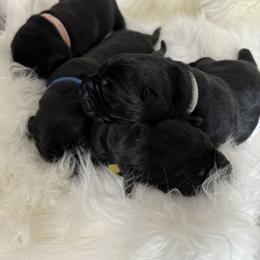 Labrador Retriever Puppies from Andrew’s Labs