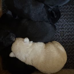 Boy 4 - Black Scottish Terrier puppy in Nickelsville, Virginia from Pecan Creek