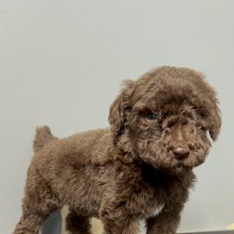 Poodle Puppies from Magnolia Scarlette Poodles