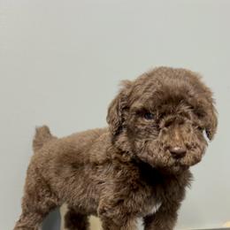 Poodle Puppies from Magnolia Scarlette Poodles