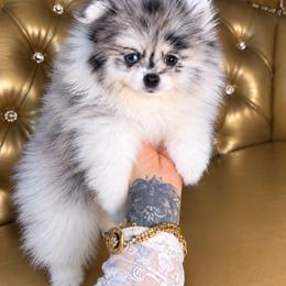 Daysi - Blue parti female Pomeranian puppy in Kennedale, Texas from Puppiesnat