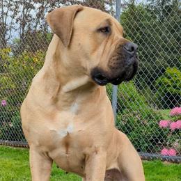 Stevie - Boerboel