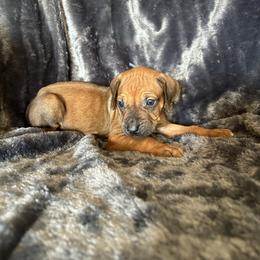 Grey - Rd whtn blk nose male Rhodesian Ridgeback puppy in Ocala, Florida from DogWood Kennels