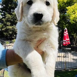 Golden Retriever Puppies from Puppy Love, Hall's Goldens