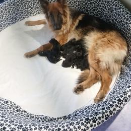 Boy 1 - male German Shepherd puppy in Bedias, Texas from TiPi S Ranch's German Shepherds