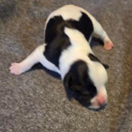 Chrissy - Parti female Miniature Schnauzer puppy in Elgin, Iowa from Firefly Stables