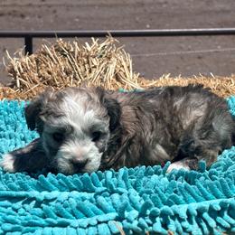 Girl 4 - Liver and white female Shihpoo puppy in Junction, Utah from Sugar Doodles