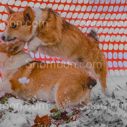 Stitch - male Miniature Pinscher puppy in Eaton, New York from Snomoon Miniature Pinschers  & Pembroke Welsh Corgi