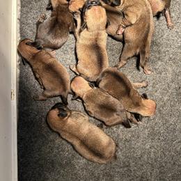 Boy 1 - Fawn male Pug puppy in Norborne, Missouri from Pug Palace