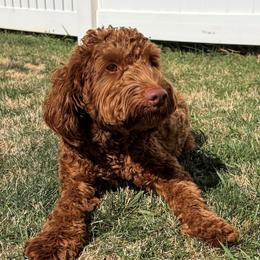 Apollo - Red  male Goldendoodle puppy in Great Falls, Montana from Montana Goldendoodles