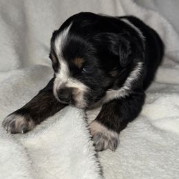 Wynter - Black tri-color female Australian Shepherd puppy in Quaker City, Ohio from Wagon Wheel Aussies and Corgi’s