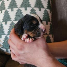 Sugar - Black rust and white female Bernese Mountain Dog puppy in Inman, South Carolina from Shadow Acres