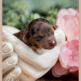 Mia - Merle female Cockapoo puppy in Connersville, Indiana from Deaz Doodle Ranch