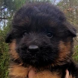 Blue Collar - Male - Black and red male German Shepherd puppy in Charlotte, North Carolina from Zuflucht K9s