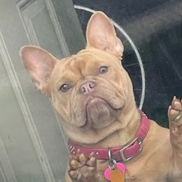 Fendi - French Bulldog