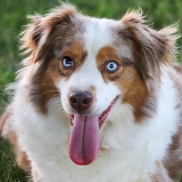 Pardi - Miniature Australian Shepherd
