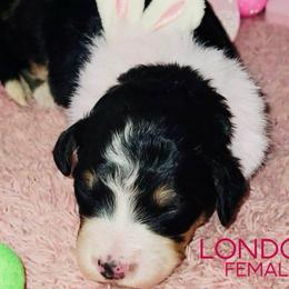 London - Tri-color female Bernedoodle puppy in Beecher, Illinois from Erica’s Doodles