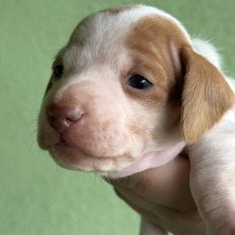 CKC CHOCOLATE BASED RED DAPPLE PIEBALD - Piebald male Dachshund puppy in Anderson, California from Golden Paws Dachshunds
