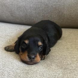 Frankie - Black and tan male Dachshund puppy in Madera, California from Royal Dachshunds