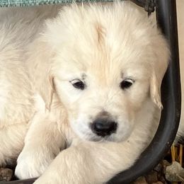 Golden Retrievers from Fischers Goldens
