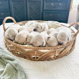 Pick5 - Light golden female Golden Retriever puppy in Deer Lodge, Tennessee from SelahGold