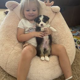 Pembroke Welsh Corgi Puppies from Loves Classic Corgis