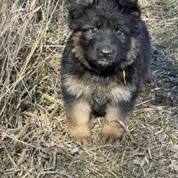 Yellow - Black and red female German Shepherd puppy in Herrick, South Dakota from Dakota Shepherds Kennels