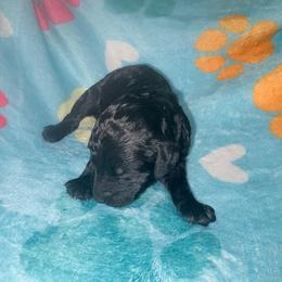 Romeo - Silver male Poodle puppy in Meadowbrook, California from Standard Poodle Pups