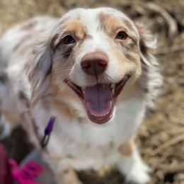 Miniature Australian Shepherds from Lost Trail Aussies