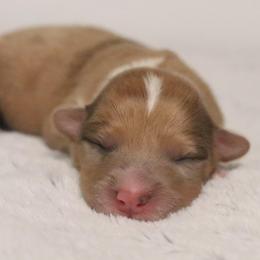 Willow - Sable merle and white female American Corgi puppy in Fayetteville, Arkansas from Intergalactic Corgis
