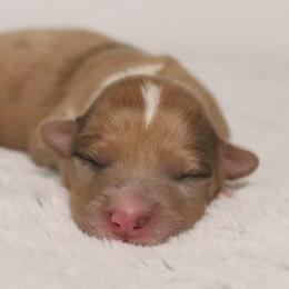 Willow - Sable merle and white female American Corgi puppy in Fayetteville, Arkansas from Intergalactic Corgis