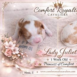 Cavalier King Charles Spaniel Puppies from Comfort Royalty Cavaliers